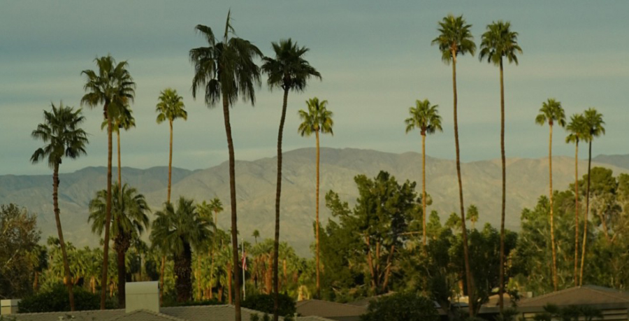 Palm trees in Palm Desert, California
