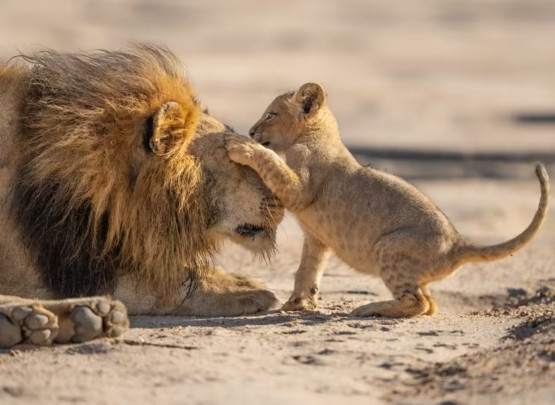 Parenthood 555 x 405 px.jpg