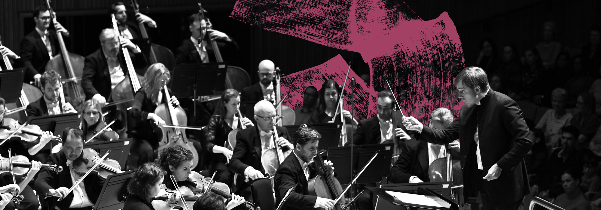 A black and white photo of Vasily Petrenko conducting the Orchestra, with a pink paint brush strokes between the Orchestra and the audience