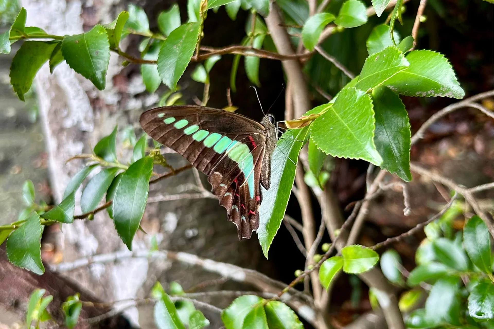 A common bluebottle butterfly